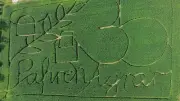 Hanflabyrinth in Thüringen: Abenteuer im zwei Meter hohen Nutzhanf-Feld