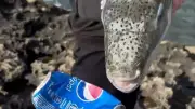 Hasenkopf-Kugelfisch im Mittelmeer: Gefährlicher Fisch beißt Blechdosen durch