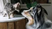 Haustiervorliebe: Was Hund oder Katze über Ihre Persönlichkeit verrät