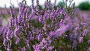 Heideblüte startet erneut früher: Erste Flächen in Lüneburger Heide blühen