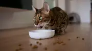 Hitze-Gefahr für Katzen: So bleibt das Futter keimfrei