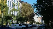 Hitze in der Stadt: Bäume statt Klimaanlagen als Lösung