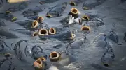 Hitze in Sachsen: Gestresste Fische und erste Fischsterben