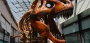Hitzefalle durch Asteroidenstaub: So starben die Dinosaurier