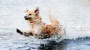 Hitzeschutz für Hunde, Katzen, Kaninchen und Hamster