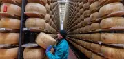 Hitzewelle in Italien: Parmesan-Produzenten schlagen Alarm wegen Milchqualität
