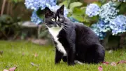 Hitzschlag bei Katzen erkennen und vermeiden: Symptome und Schutz