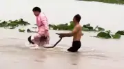 Hochwasser in China: Hunderte Schlangen aus Zuchtfarm entkommen