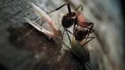 Hummel Hugo und Biene Bianka: Insekten-Helden im Verborgenen