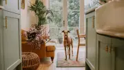Hund allein zu Hause vs. Tierheim: Trainerin klärt auf