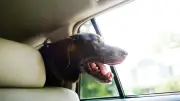 Hund aus überhitztem Auto befreien: Wann ist es erlaubt?