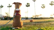 Hund dreht Rücken zu: Vertrauen statt Ablehnung verstehen