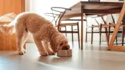 Hund frisst zu schnell? Mit diesen Tricks klappt's langsamer