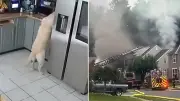 Hund löst Hausbrand aus: 30 Feuerwehrleute im Einsatz