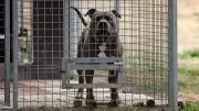 Hund zerfleischt Tochter (4): Mutter schrieb kurz zuvor Liebeserklärung