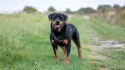 Hundebegegnungen: Expertin warnt vor diesen häufigen Fehlern