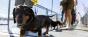 Hundepipi in Chiasso: Ab August muss nachgespült werden