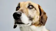 Hundetrainerin verrät: So beruhigen Sie Ihren nervösen Hund