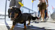 Hundeurin-Pflicht in Chiasso: 100 Euro Strafe bei Verstoß