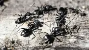 Invasive Ameise Tapinoma magnum breitet sich in Bayern aus