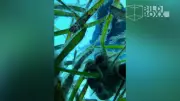 iPhone sinkt auf Meeresgrund und filmt spektakuläre Unterwasseraufnahmen