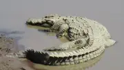 Israel: Krokodile als Wächter in Gefängnis mit Palästinensern?