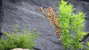 Jagdtraining für Servale im Tierpark Hagenbeck: Sprungkraft bis zwei Meter