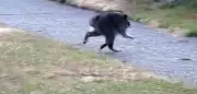 „Jimothy“: Buckel-Waschbär mit Short-Spine-Syndrom geht viral