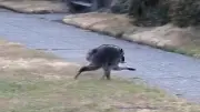 Jimothy: Waschbär mit Handicap wird zum Internetstar in Seattle