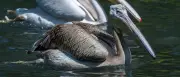 Junger Pelikan taucht in Greifswalds Tierpark auf und wird umgesiedelt