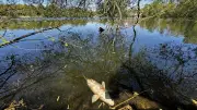Karpfensterben im Schäfersee: Virus als Ursache identifiziert