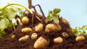 Kartoffelanbau: Diese vier Fehler ruinieren die Ernte