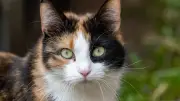 Katze mit Hakenkreuz am Ohr in Bad Mergentheim – Polizei ermittelt