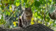 Katzen auf Bäumen: Warum sie oft nicht herunterkommen und wie man hilft