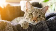 Katzen sind nicht farbenblind: So sehen sie die Welt wirklich