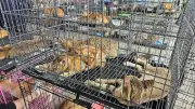 Katzenfleischhandel in Vietnam: 400 Tiere beschlagnahmt – Gesellschaft gespalten