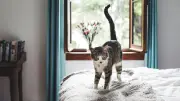 Katzenschwanz lesen: So verstehen Sie die Körpersprache Ihrer Katze