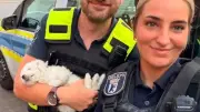 Kind schleudert Hundewelpen wie Puppe durch die Luft – Polizei ermittelt