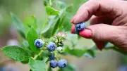 Kirschen und Beeren selbst pflücken in Brandenburg: Tipps und Höfe