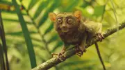 Koboldmaki: Primaten mit den größten Augen der Welt