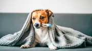 Krankes Haustier: Darf ich der Arbeit fernbleiben?