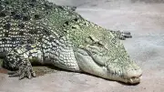 Krokodil in Wilhelma würgt Plastikmüll hoch – Tierschützer kritisieren Zoo