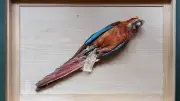 Kuba-Ara in Senckenberg: Wie ein ausgestorbener Vogel bewahrt wird