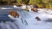 Lachsschwarm in Alaska: Bären-Schlemmerzeit beginnt im Juli
