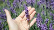 Lavendel vermehren: Stecklinge einfach selbst ziehen