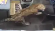 Leopard greift Mann in indischem Schnapsgeschäft an
