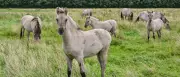 Liebenthaler Wildpferde: Robust trotz Sommerhitze und Unwettern