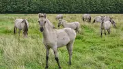 Liebenthaler Wildpferde trotzen Hitze und Regen: Robust und zäh