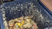 Maden in der Biotonne: So bleiben Ihre Bioabfälle im Sommer sauber