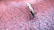 Malaria am Frankfurter Flughafen: Vier Mitarbeiter infiziert